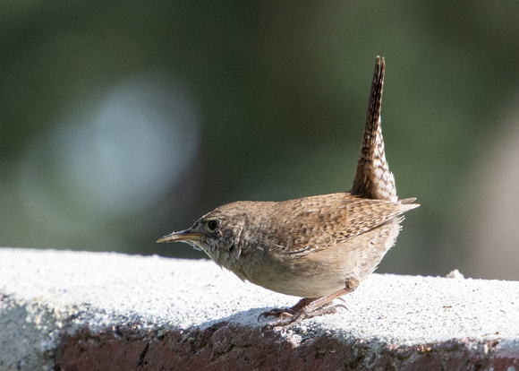 Northern House Wren - Troglodytes aedon