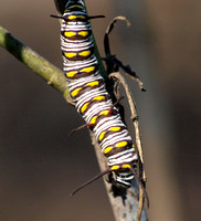 Queen - Danaus gilippus