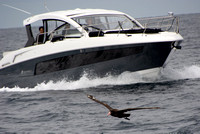 Short-tailed Albatross - Phoebastria albatrus