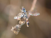 Four-Speckled Hoverfly - Dioprosopa clavata