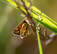 Sandhill skipper - Polites sabuleti