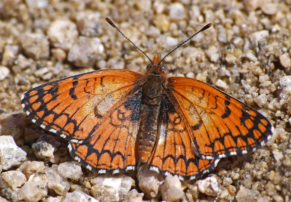 Neumoegen's sagebrush checkerspot - Chlosyne acastus neumoegeni
