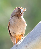 California Towhee - Melozone Crissalis, Western Fence Lizard - Sceloporus occidentalis