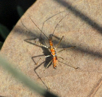 Assassin bug (nymph) - Zelus sp.