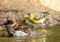 House Sparrow - Passer domesticus, Western Tanager - Piranga ludoviciana