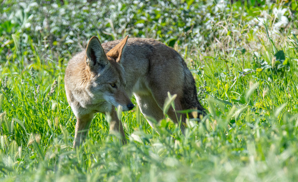 Coyote - Canis latrans