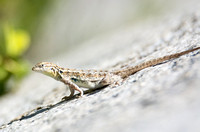 Side-blotched Lizard - Uta stansburiana