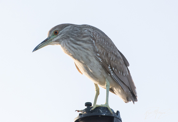 Black-crowned Night Heron - Nycticorax nycticorax