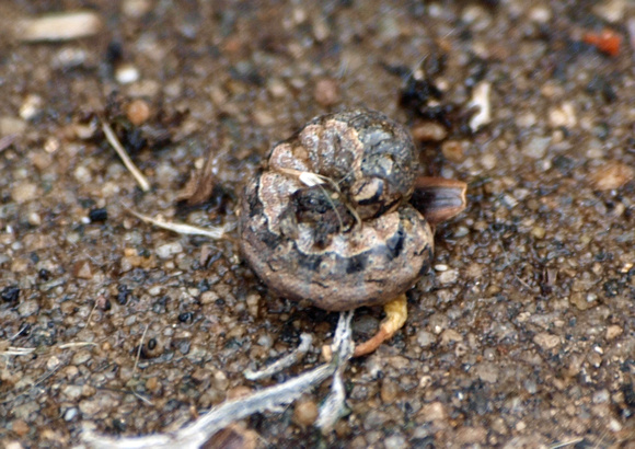 Setaceous Hebrew Character - Xestia c-nigrum