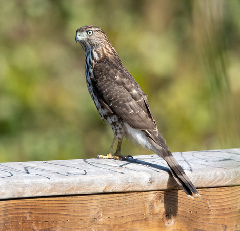 Cooper's Hawk - Astur cooperii