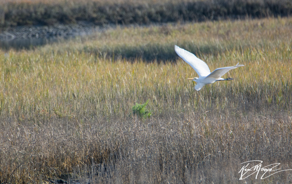 Great Egret - Ardea alba