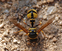 Potter wasp 2 - Eumenes crucifera