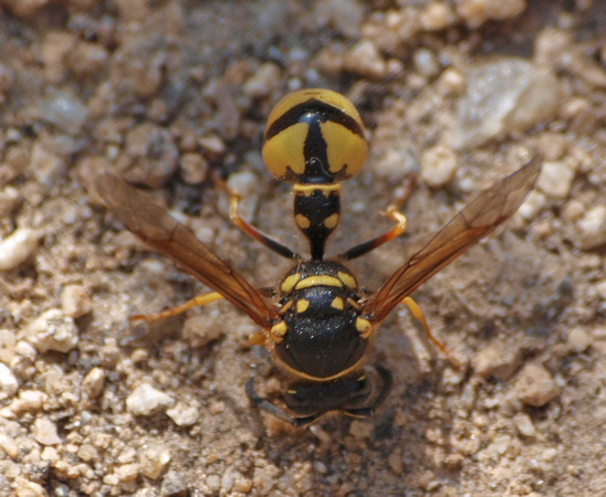 Potter wasp 2 - Eumenes crucifera