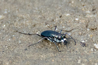 Wetsalts Tiger Beetle - Cicindela haemorrhagica