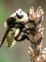 Bumble bee robber fly - Mallaphora fautrix faucticuides