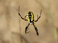 Yellow garden spider - Argiope aurantia