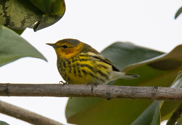 Cape May Warbler - Setophaga tigrina