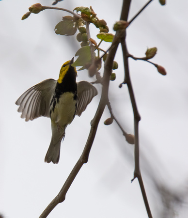 Black-throated Green Warbler - Setophaga virens