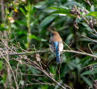 Lazuli Bunting - Passerina amoena