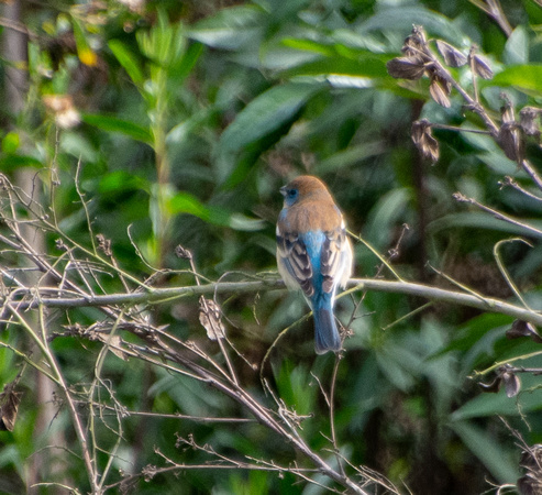 Lazuli Bunting - Passerina amoena