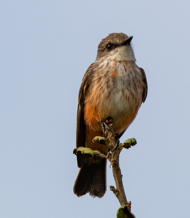 Vermilion Flycatcher - Pyrocephalus rubinus