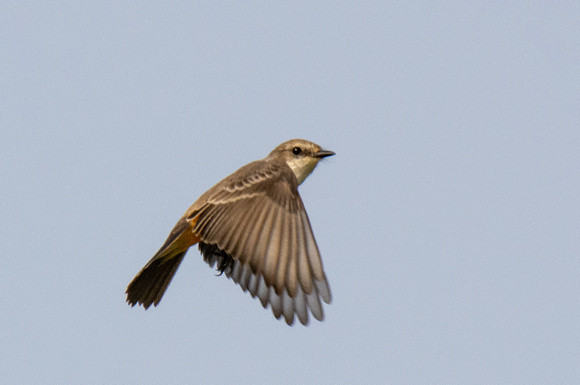 Vermilion Flycatcher - Pyrocephalus rubinus