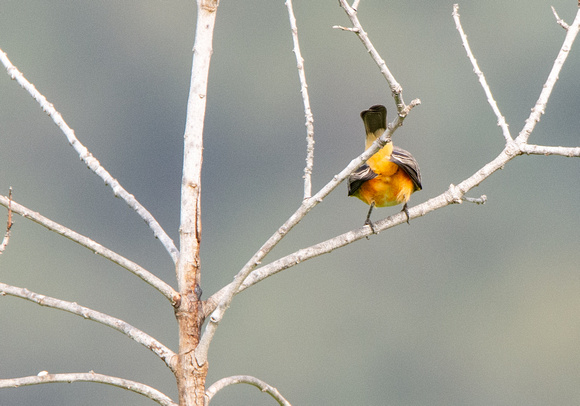 Vermilion Flycatcher - Pyrocephalus rubinus