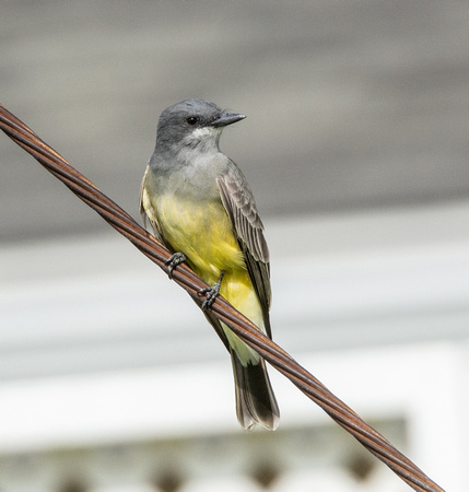 Cassin's Kingbird - Tyrannus vociferans