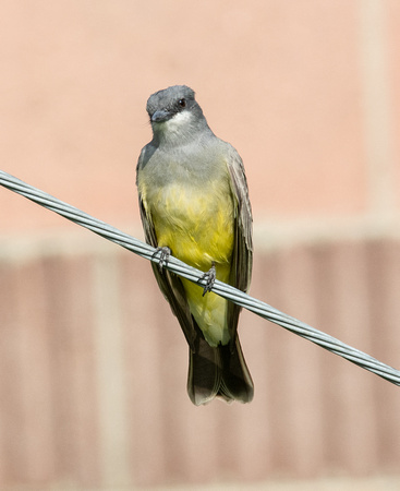 Cassin's Kingbird - Tyrannus vociferans