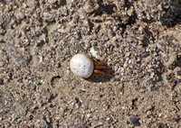 Orb weaver -Metazygia zilloides