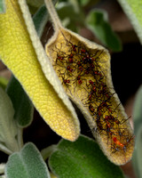Leaf-footed bug - Leptoglossus zonatus