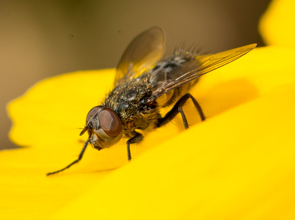 Cluster fly - Pollenia sp