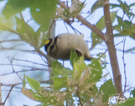 Golden-crowned Kinglet - Regulus satrapa