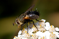 Tachinid fly - Archytas apicifer