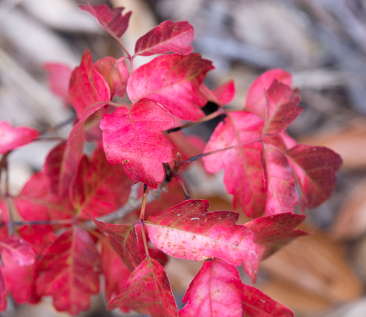 Western Poison Oak - Toxicodendron diversilobum