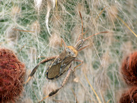 Cactus bug - Narnia femorata