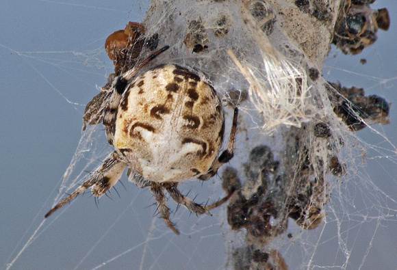 Orb weaver - Metepeira sp.