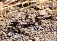 Blainville's Horned Lizard - Phrynosoma blainvillii