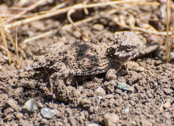 Blainville's Horned Lizard - Phrynosoma blainvillii