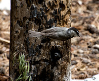 Mountain Chickadee - Poecile gambeli