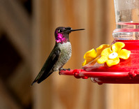 Anna's Hummingbird - Calypte anna