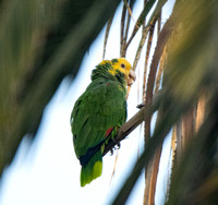 Yellow-headed Parrot - Amazona oratrix
