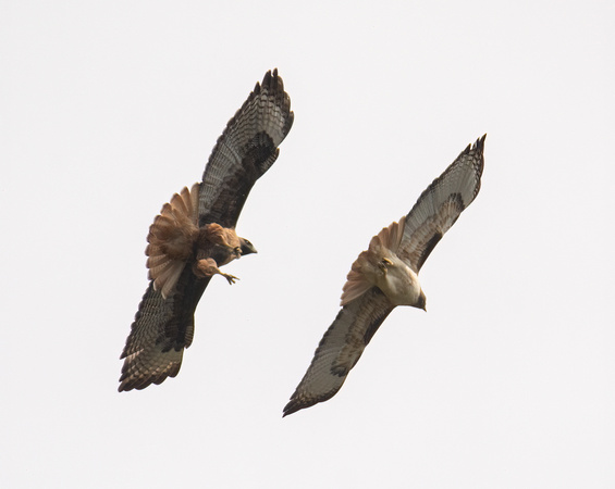 Red-tailed Hawk - Buteo jamaicensis