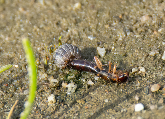 Argentine ants - Linepithema humile, European Earwig - Complex Forficula auricularia, Pill bug - Armadillidum vulgare