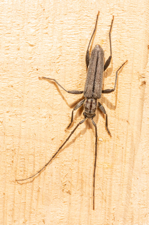 Long-horned beetle - Icosium tomentosum