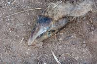 Mountain Lion - Puma concolor (scat) with part of a deer hoof?