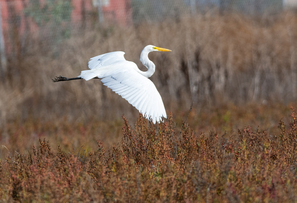 Great Egret - Ardea alba