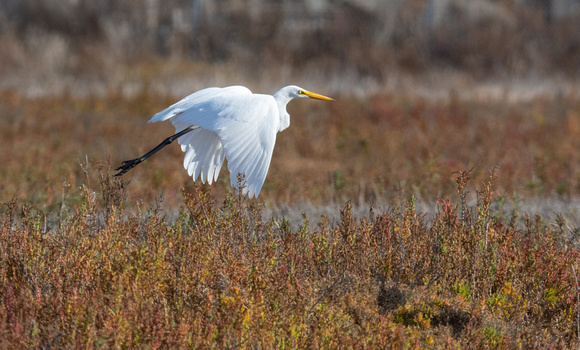 Great Egret - Ardea alba