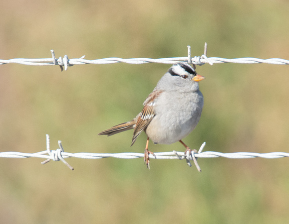 White Crowned Sparrow - Zonotrichia leucophyrs