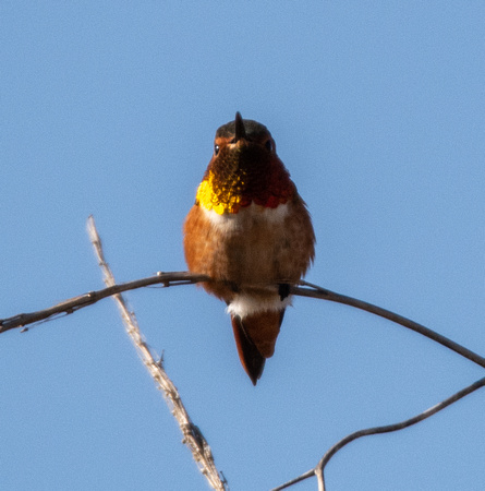 Allen's Hummingbird - Selasphorus sasin